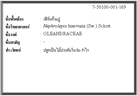 กล่องข้อความ: 7-50100-001-169 ชื่อพื้นเมือง : เฟิร์นก้ามปู ชื่อวิทยาศาสตร์ : Nephrolepis biserrata (Sw.) Schott. ชื่อวงศ์ : OLEANDRACEAE ชื่อสามัญ : - ประโยชน์ : ปลูกเป็นไม้ประดับในร่ม-รำไร